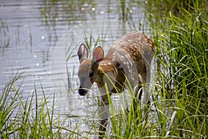 Doe by the lake