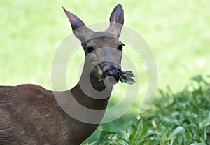 Doe in Meadow