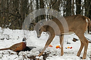 Doe meets Pheasant photo