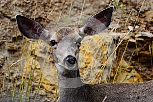 A doe mule deer