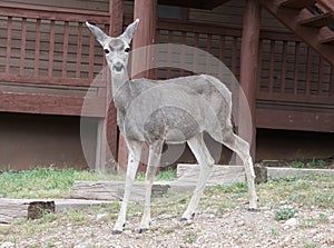 A doe mule deer