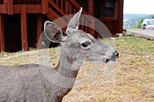 A doe mule deer