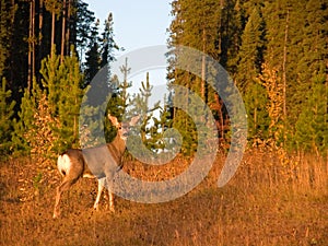 Doe Mule Deer