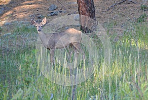 Doe Mule Deer grazing in Kaibab National Forest, Arizona