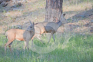 Doe Mule Deer grazing in Kaibab National Forest, Arizona
