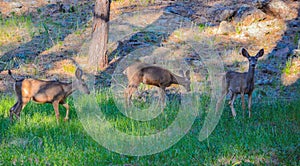 Doe Mule Deer grazing in Kaibab National Forest, Arizona