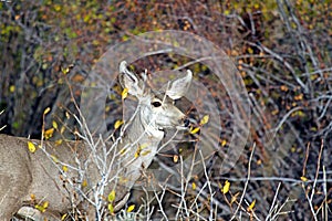 A Doe Mule Deer