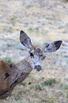 Doe Mule Deer