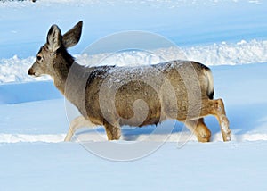 Doe Mule Deer Sauntering Through Midwinters Snow