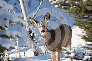 Doe Mule Deer in the Snow