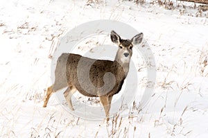 Doe Mule Deer