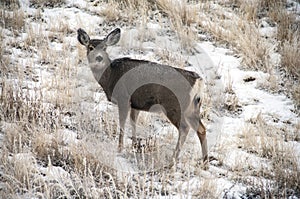 Doe Mule Deer