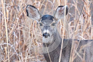 A doe mule deer, standing among the tall grass looks towards the camera