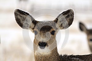 Doe Mule Deer