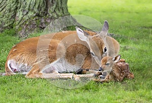 Doe and newborn fawn