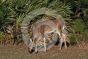 Doe in Palmettos