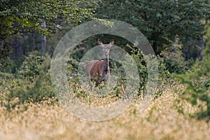 doe photographed on the lookout in the forest of fontainebleau