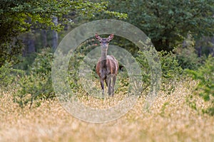 doe photographed on the lookout in the forest of fontainebleau