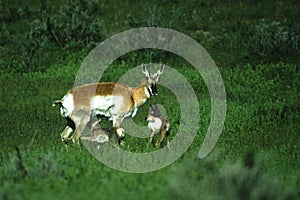 Doe Pronghorn With Two Fawns