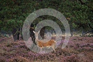 Doe during the rutting season in the Veluwe