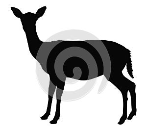 Doe silhouette