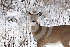 Doe in the Snow