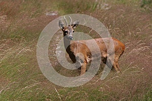 A doe in a summer field