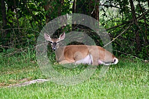 Doe taking rest in a small wooded clearing Jenningsville Pennsylvania June 2023