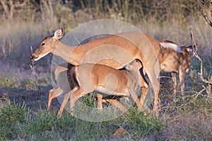 Doe with twin fawns nursing