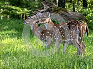 doe Vietnamese sika deer, Cervus nippon pseudaxis, It is one of the smaller subspecies. They were previously found in northern