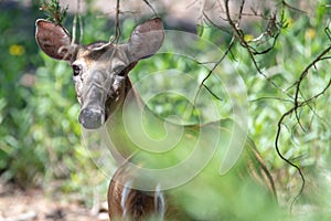 Doe white tail deer on hunting island state park south carolina