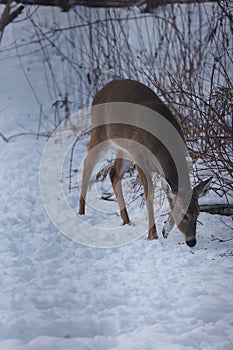Doe - White-tailed deer browsing in wintry setting - Odocoileus virginianus
