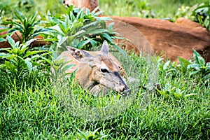 Doe Whitetail Deer Resting