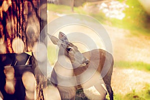 Doe Whitetail Through Fence