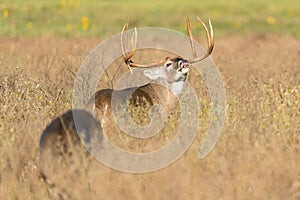 Doe and wide spread whitetail buck during the rut