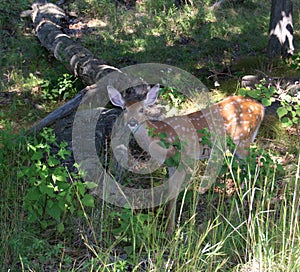 doe in the woods  in summer