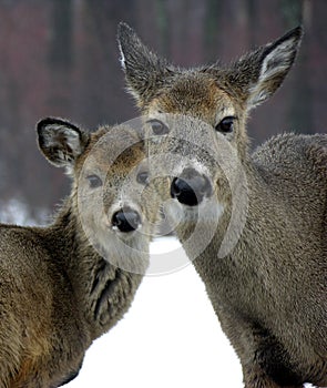 Doe & Yearling In Winter photo