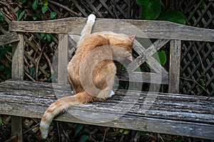 Does my bum look big. Playful cat with head under wooden bench