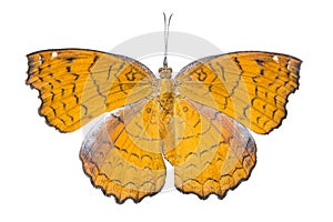 Doesal view of Angled castor butterfly & x28; Ariadne ariadne & x29; iso