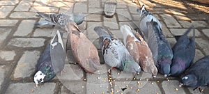 Dofe.mixed pigeon. he eats grains. such as corn, beans and others