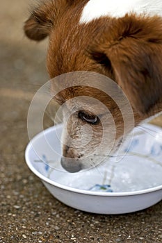 Dog drinking water from his bole  photo