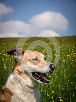 Dog 277 in meadow