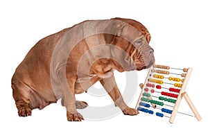 Dog with abacus photo