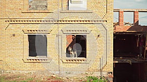 Dog in abandoned cottage worker walks along demolition site