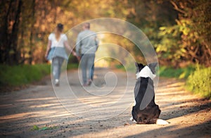 The dog is abandoned by its owner in forest