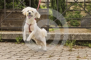 Dog abandoned in a parking lot