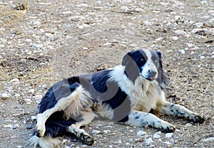 Dog abandoned road waiting for his master