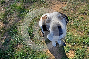 A dog from above looking at the camera.