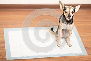 A dog on an absorbent diaper diaper pad, how to train a puppy to the toilet photo
