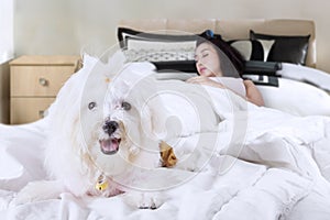 Dog accompanies his owner sleeping on bed